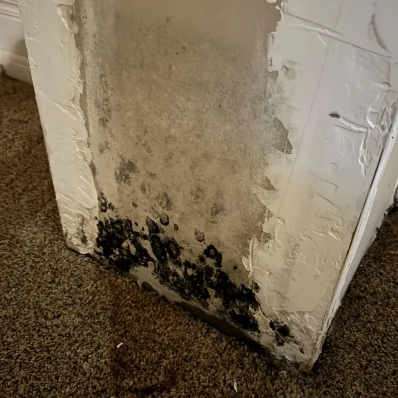 Professional Mold Removal in Nuevo, CA